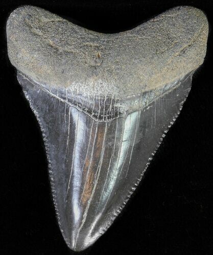 Juvenile Megalodon Tooth - Serrated Blade #62117